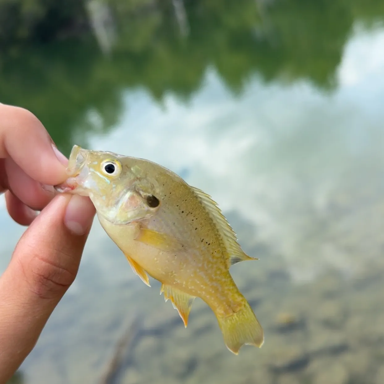 Green sunfish caught on Fishbrain