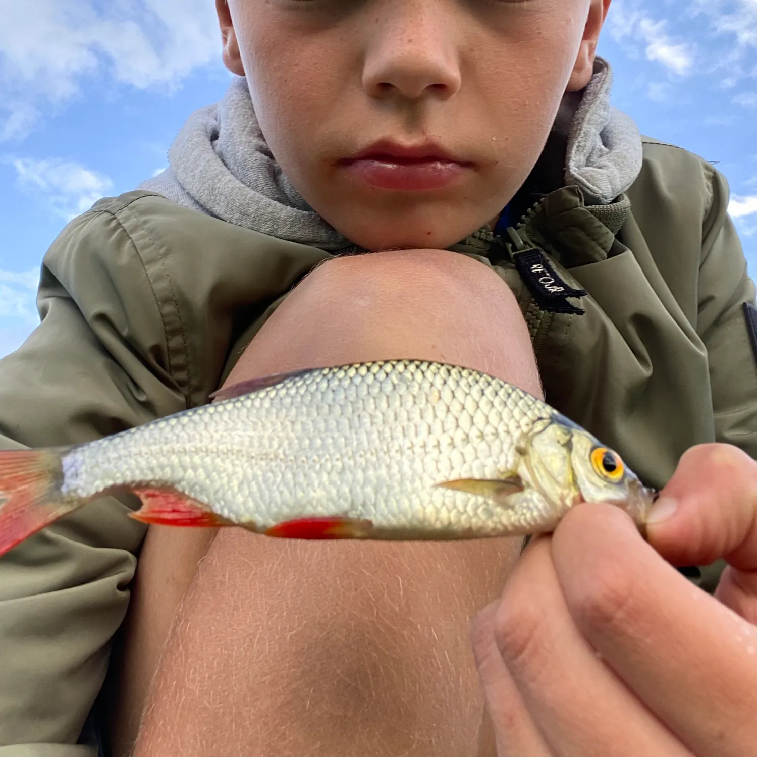 Common rudd caught on Fishbrain