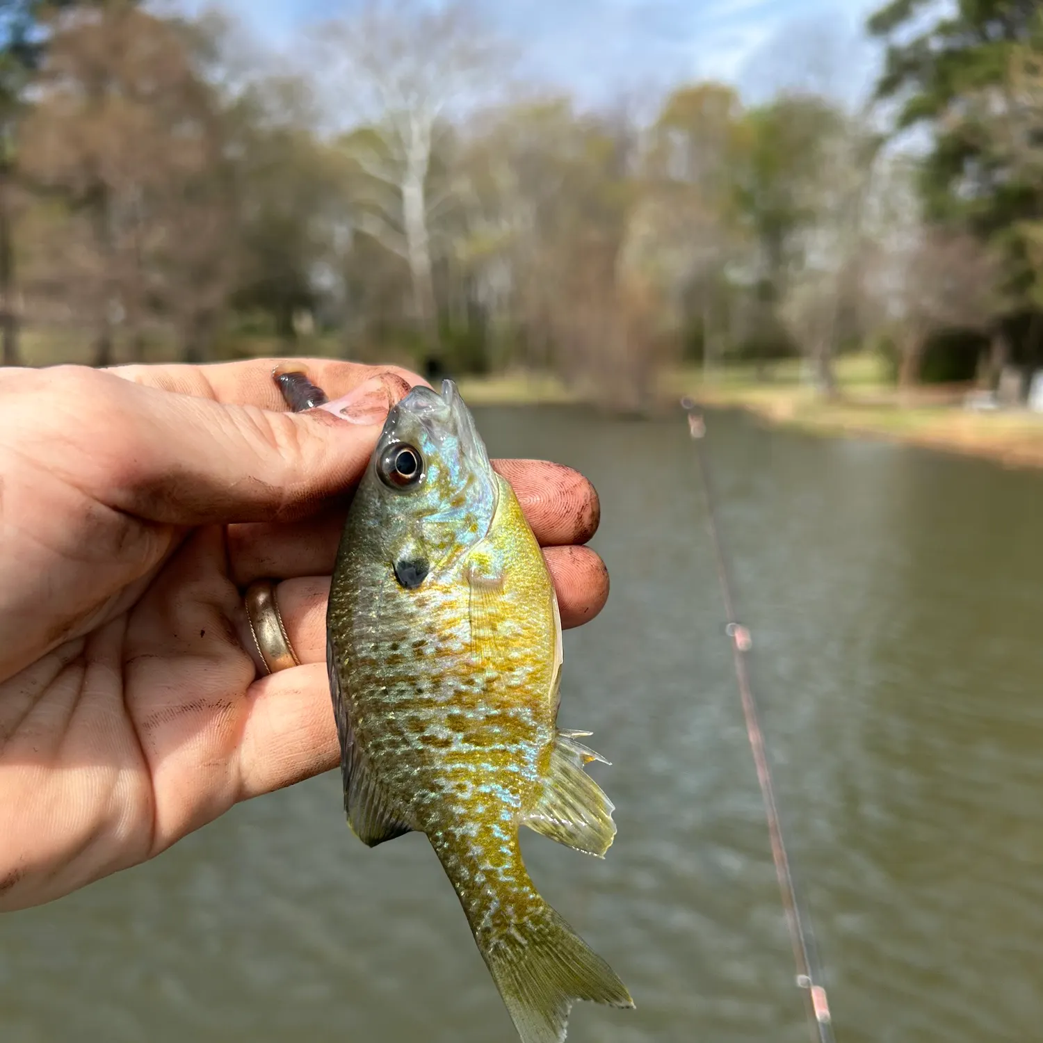 The most recent Greengill hybrid catches on Fishbrain