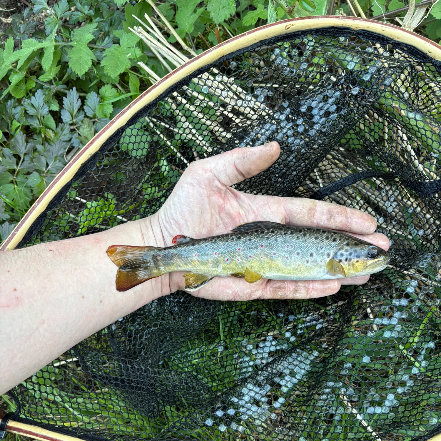 The most recent Lake trout catches on Fishbrain