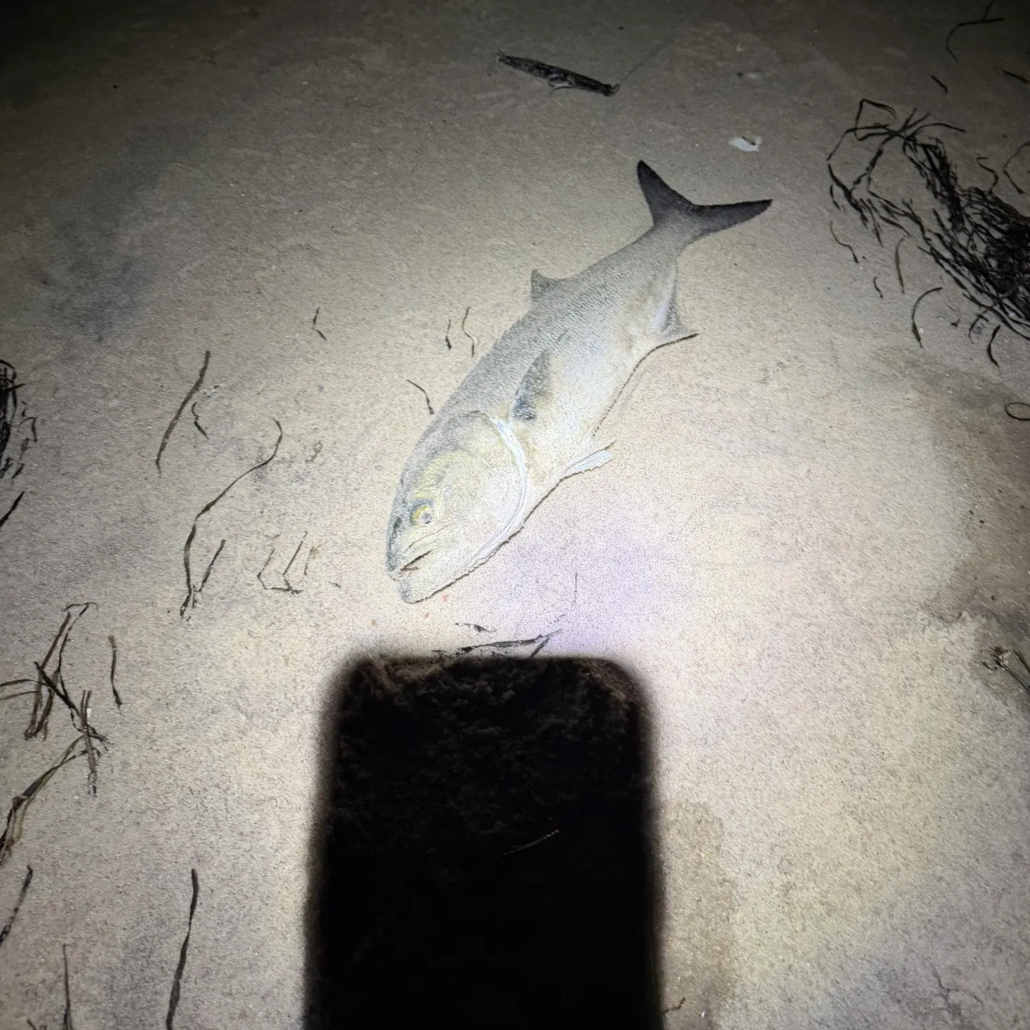 Bluefish caught on Fishbrain