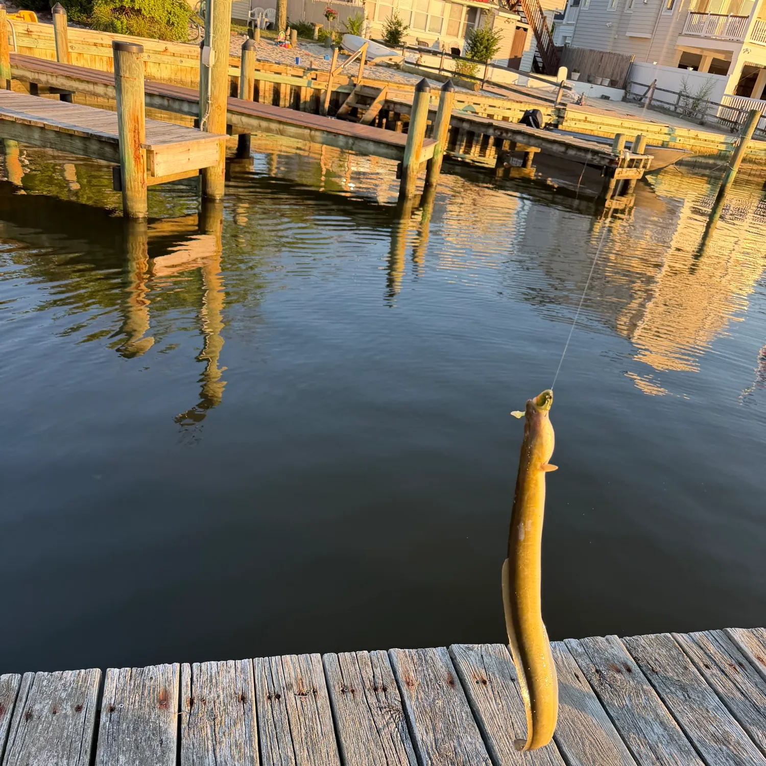 American eel caught on Fishbrain