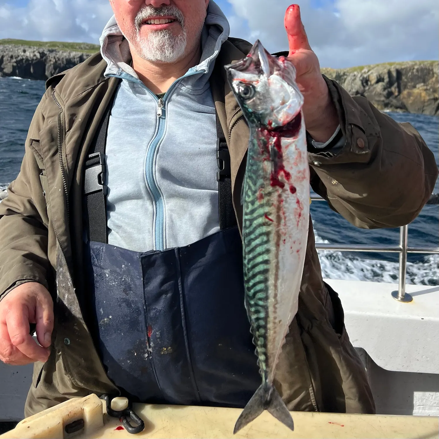 Atlantic mackerel caught on Fishbrain