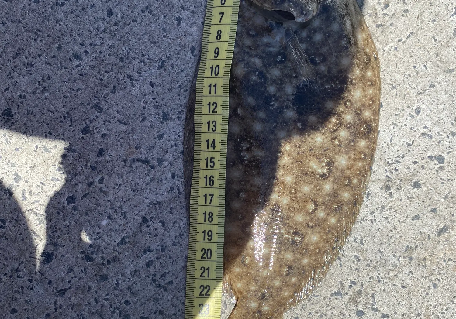 Yellowbelly flounder