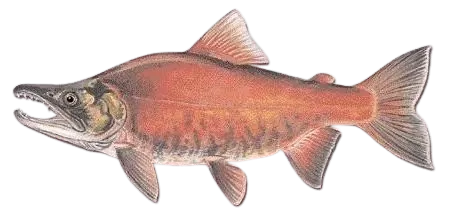 Kokanee salmon