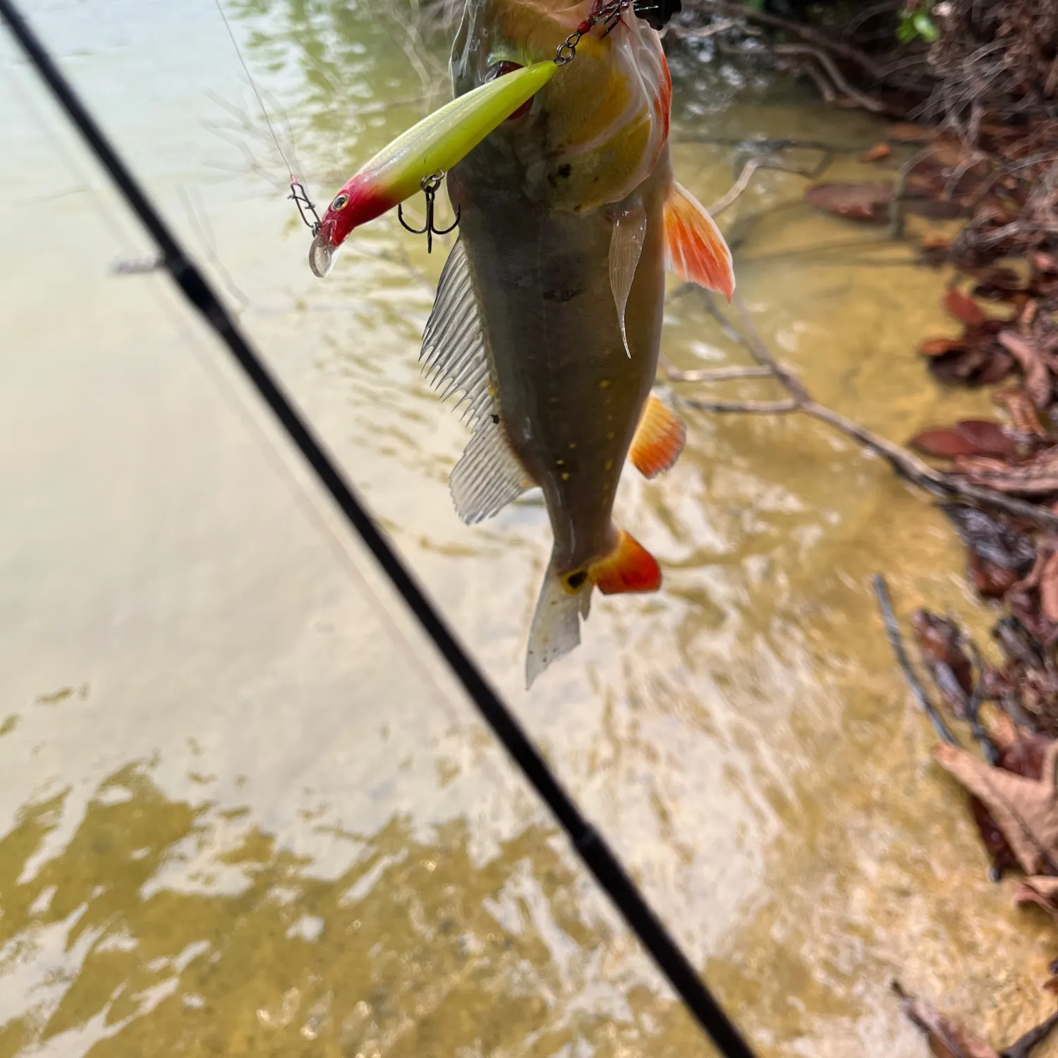 Speckled peacock bass caught on Fishbrain