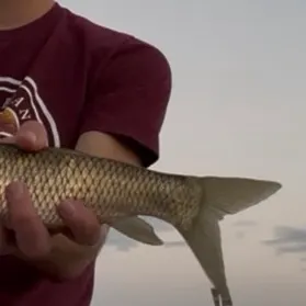 Grass carp caught on Fishbrain