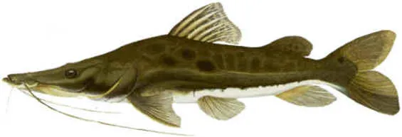 Porthole shovelnose catfish