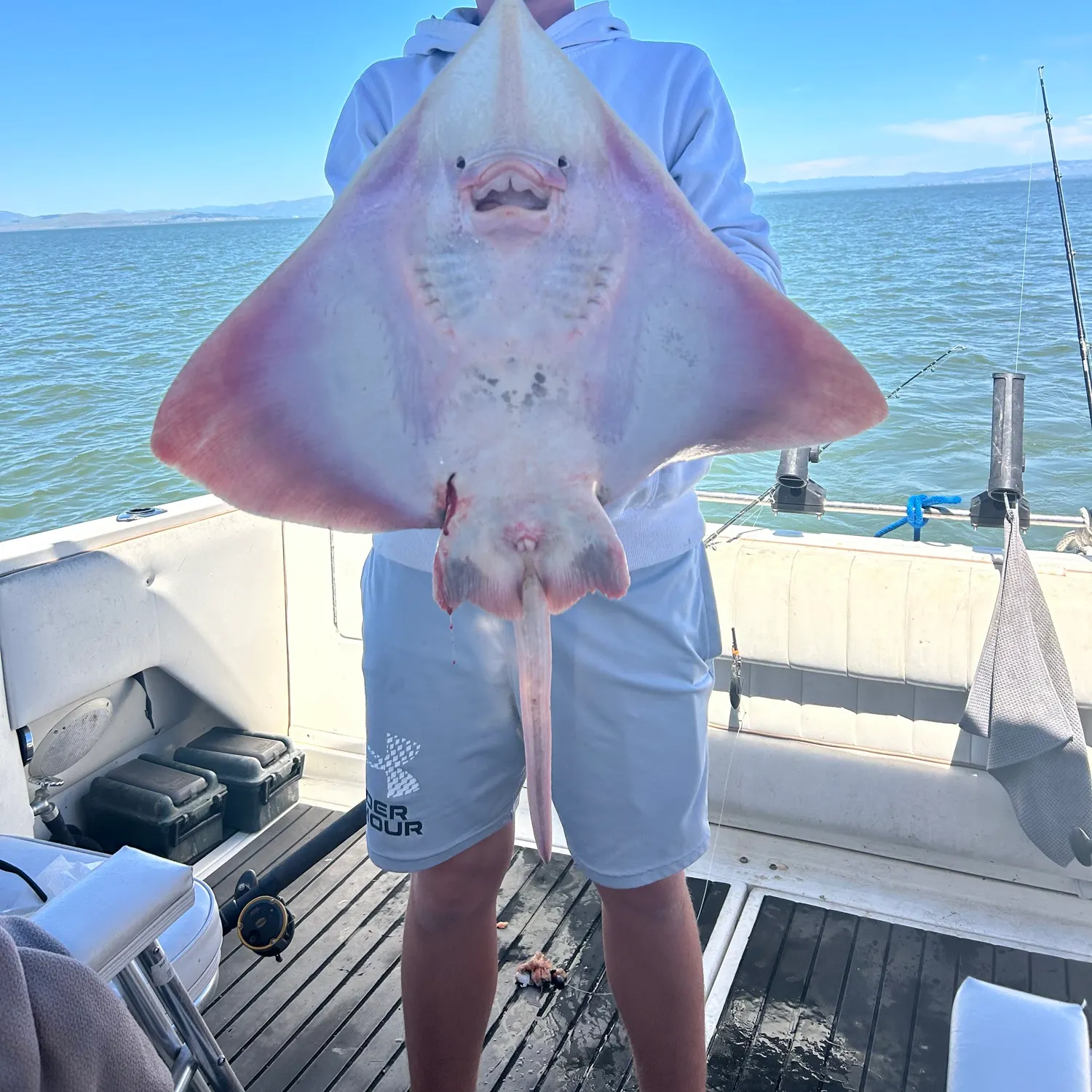 The most recent Big skate catches on Fishbrain