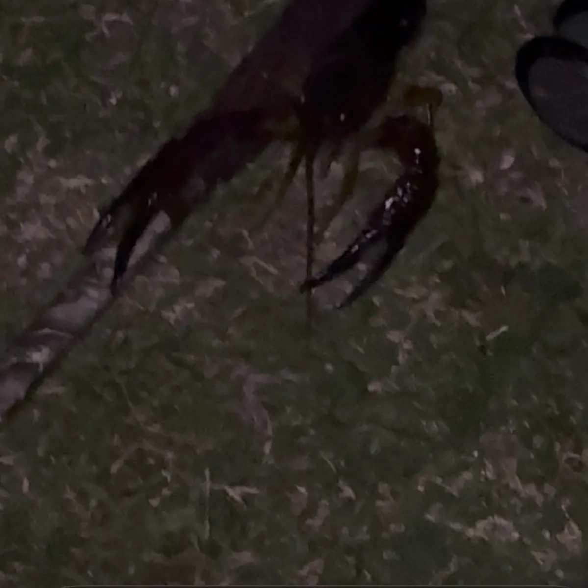 The most recent Red swamp crayfish catches on Fishbrain