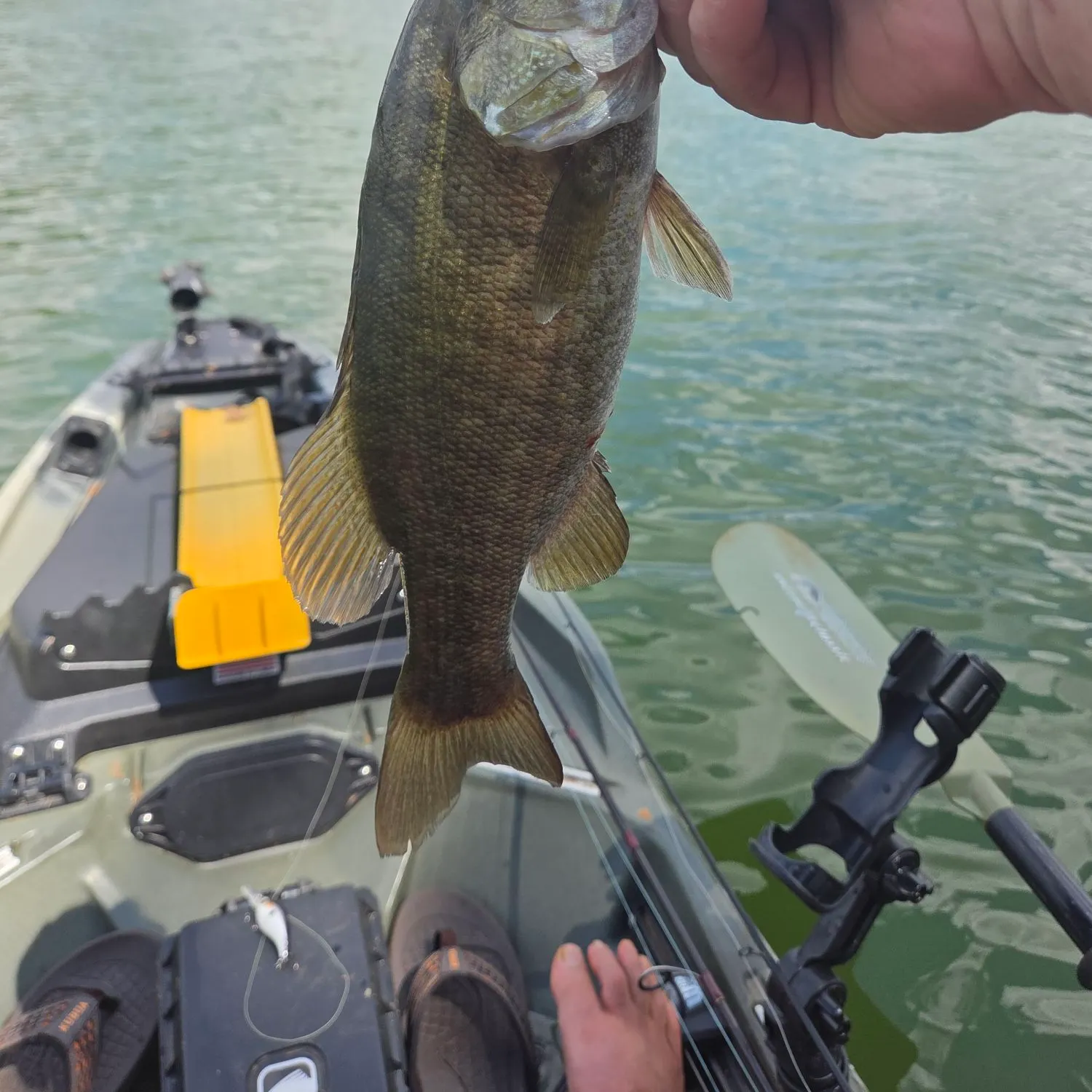 Smallmouth bass caught on Fishbrain
