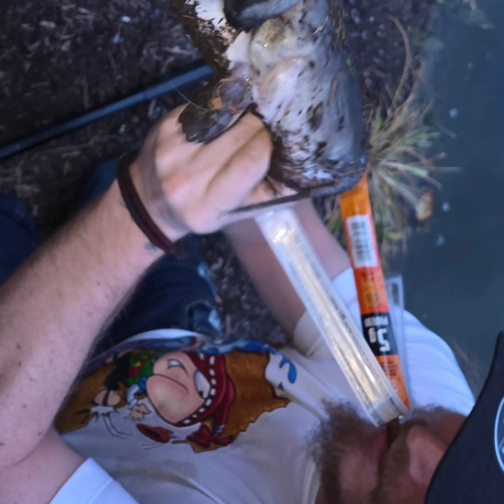 Channel catfish caught on Fishbrain