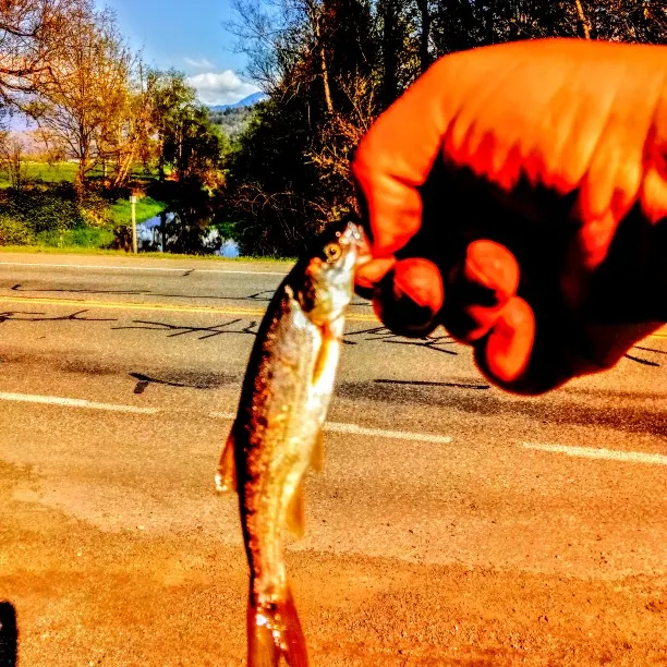 Colorado pikeminnow caught on Fishbrain