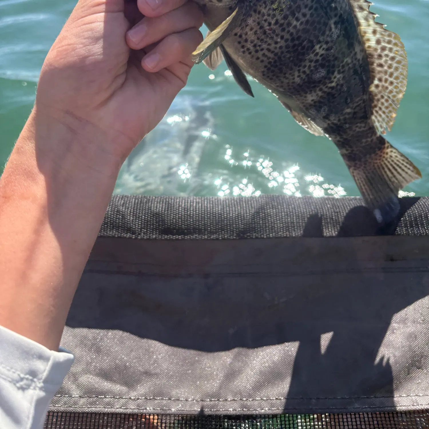 Spotted sand bass caught on Fishbrain