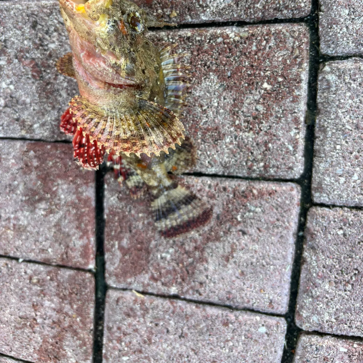 The most recent Spotted scorpionfish catches on Fishbrain