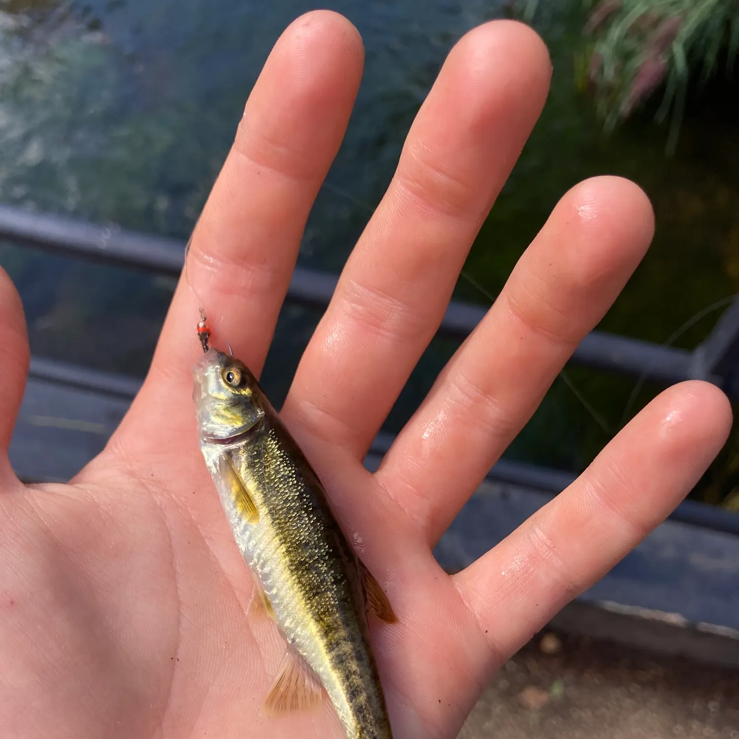 The most recent Eurasian minnow catches on Fishbrain