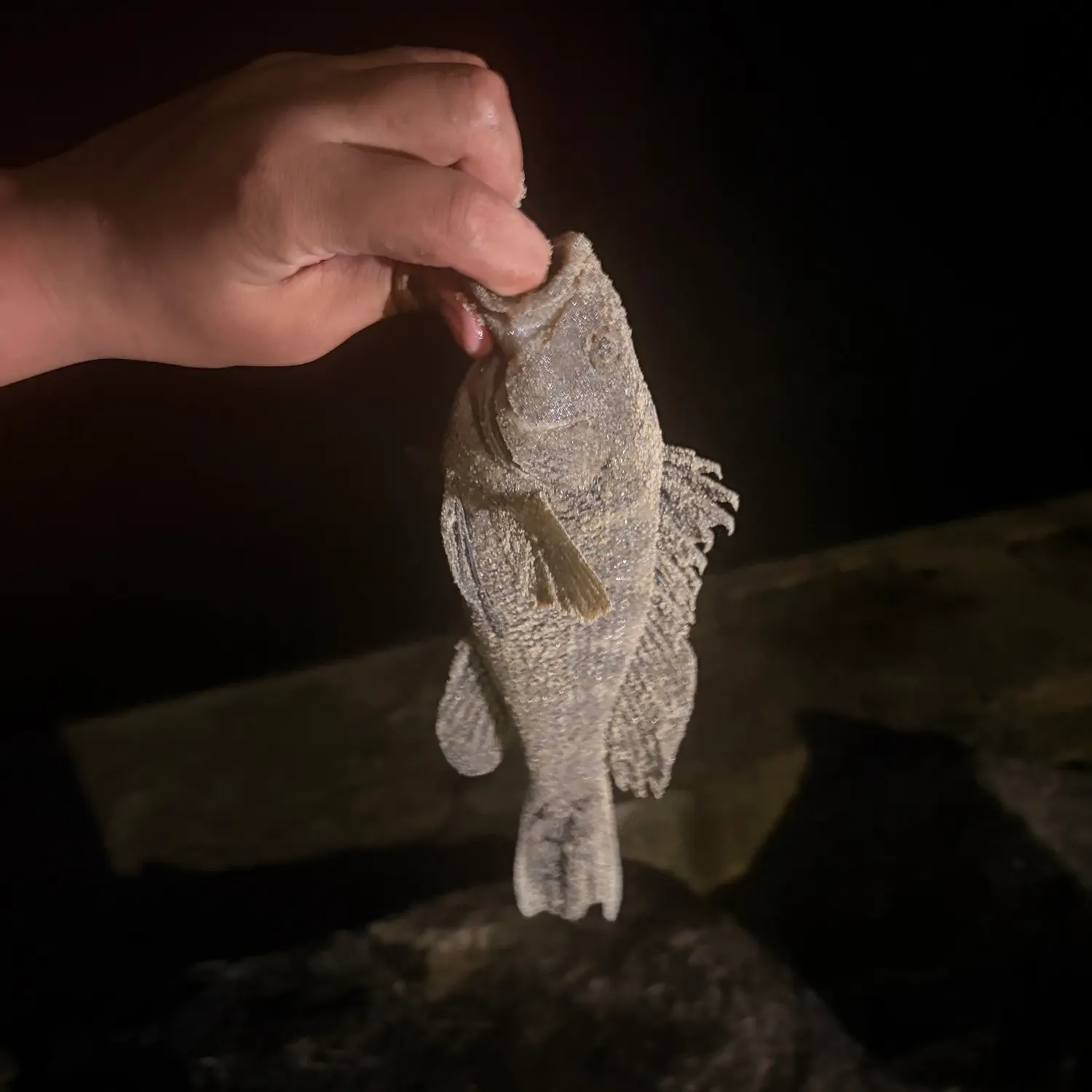 Black sea bass caught on Fishbrain