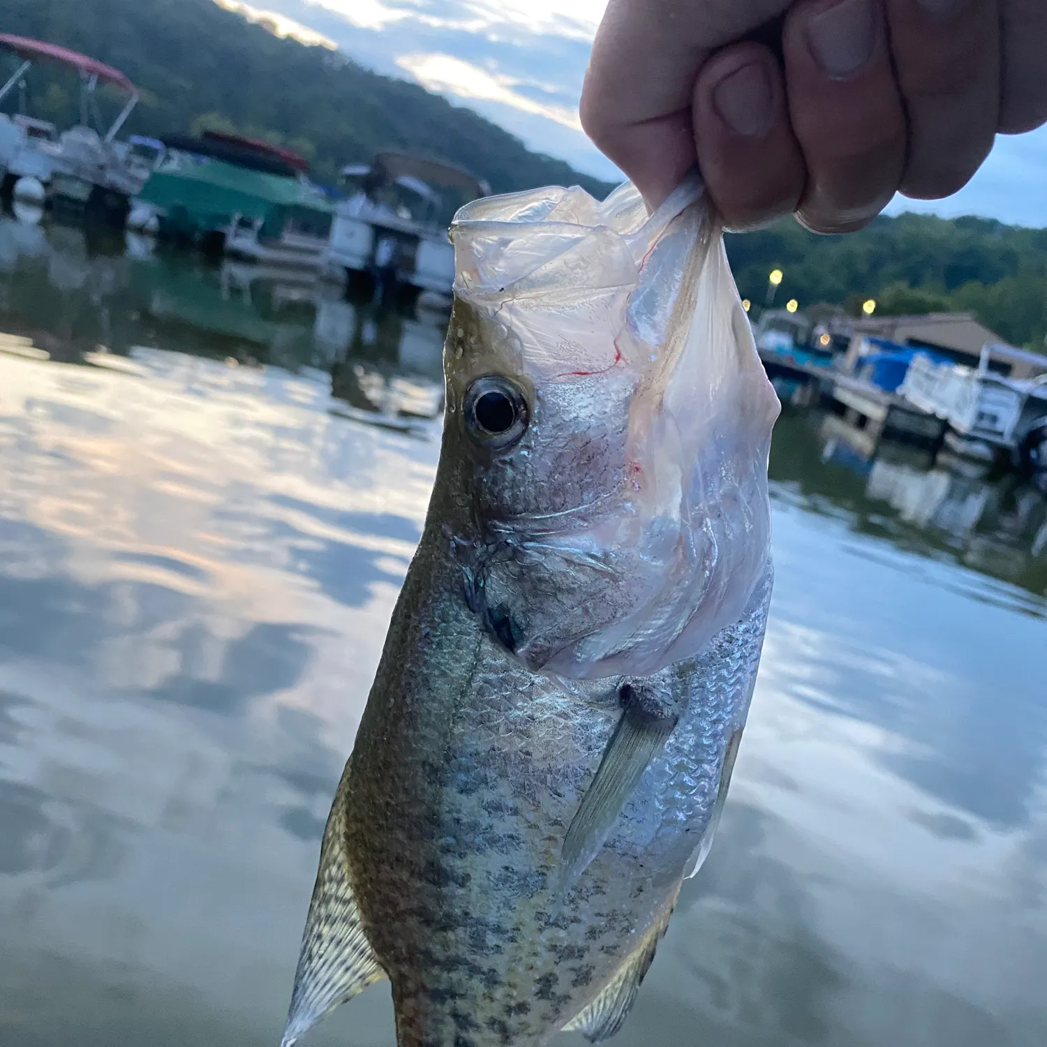 White crappie caught on Fishbrain
