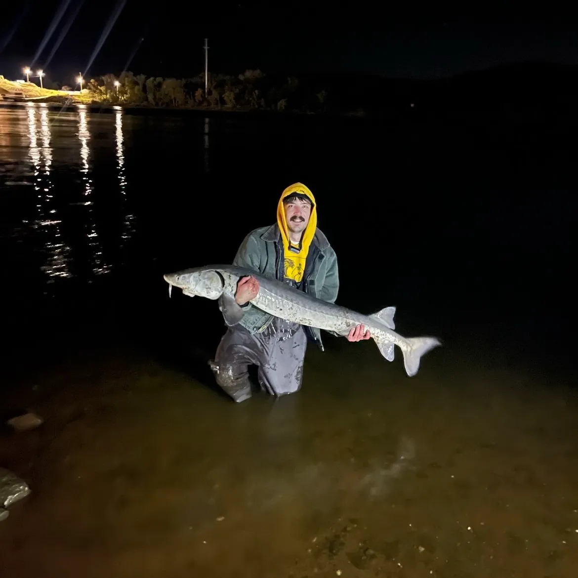 Lake sturgeon caught on Fishbrain