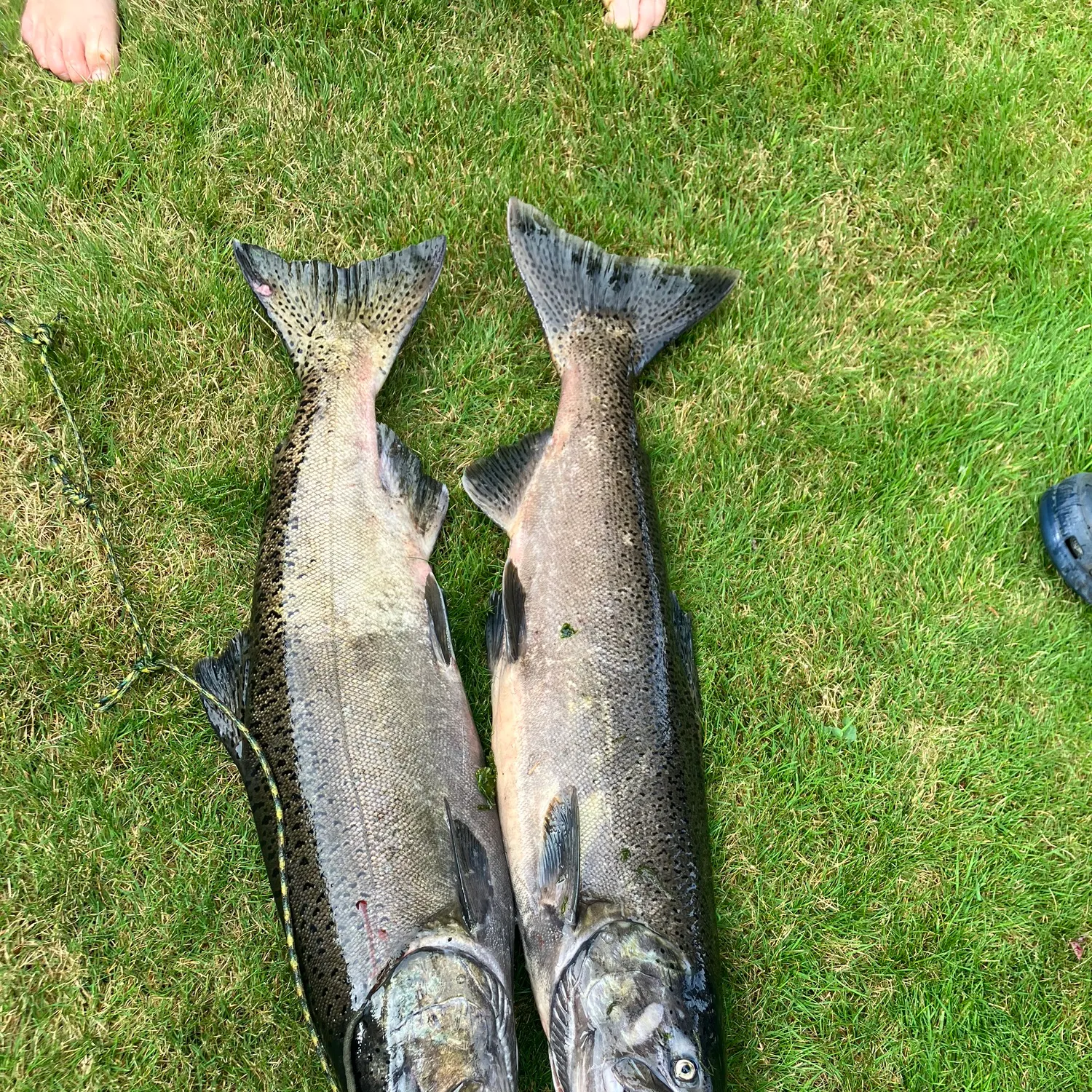 Chinook salmon caught on Fishbrain
