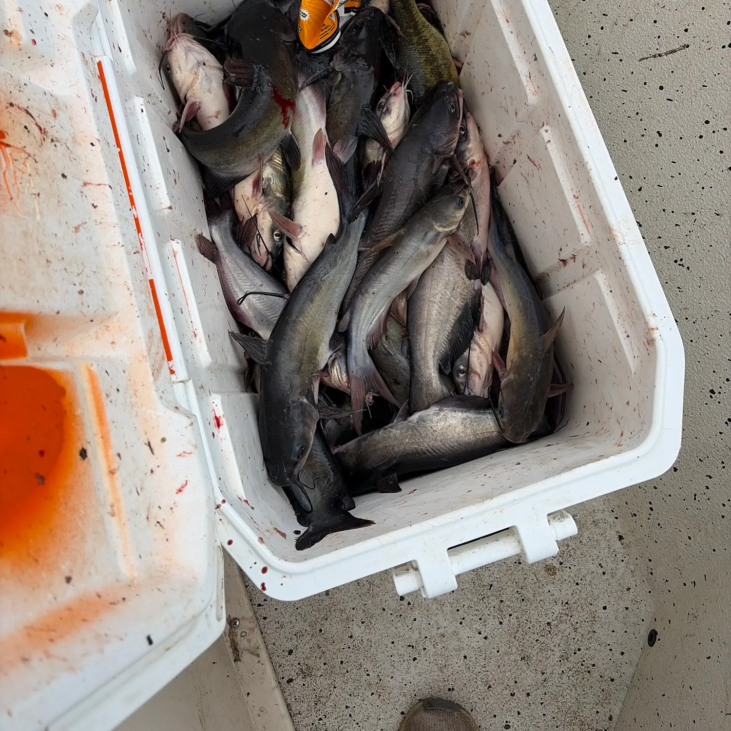 Channel catfish caught on Fishbrain
