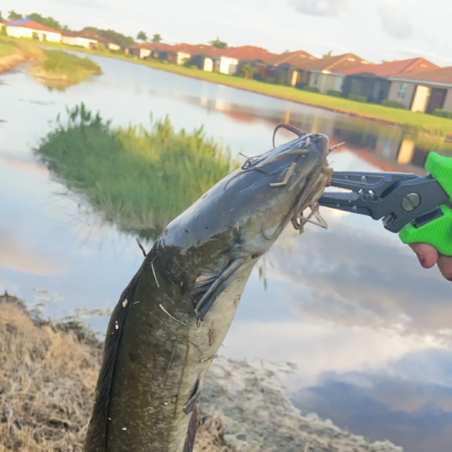 most liked catch image