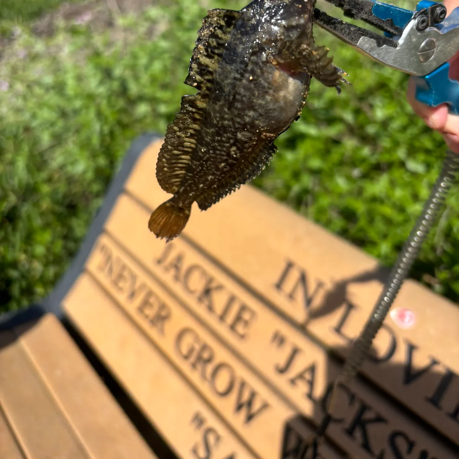 The most recent Largemouth blenny catches on Fishbrain