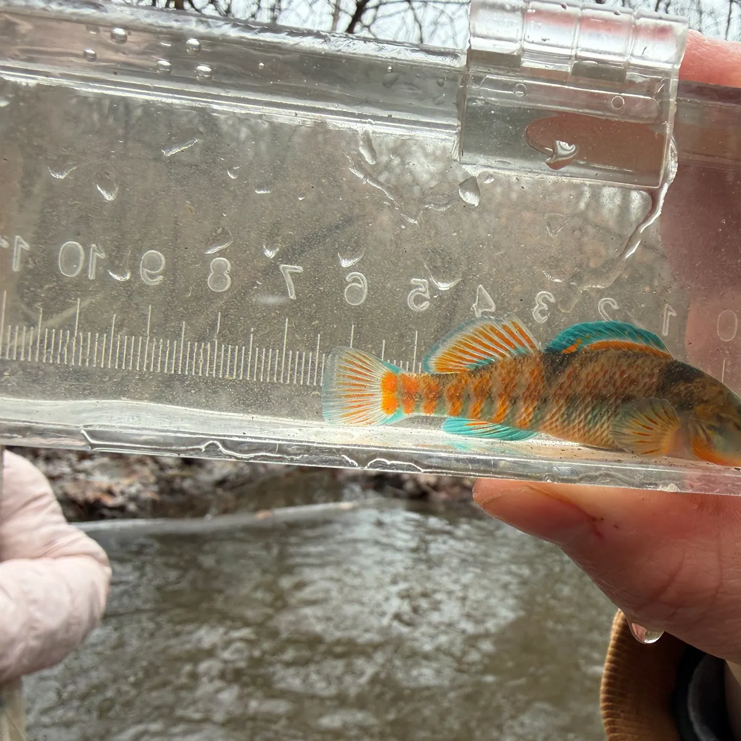 The most recent Rainbow darter catches on Fishbrain