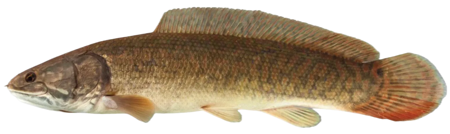 Ruddy bowfin