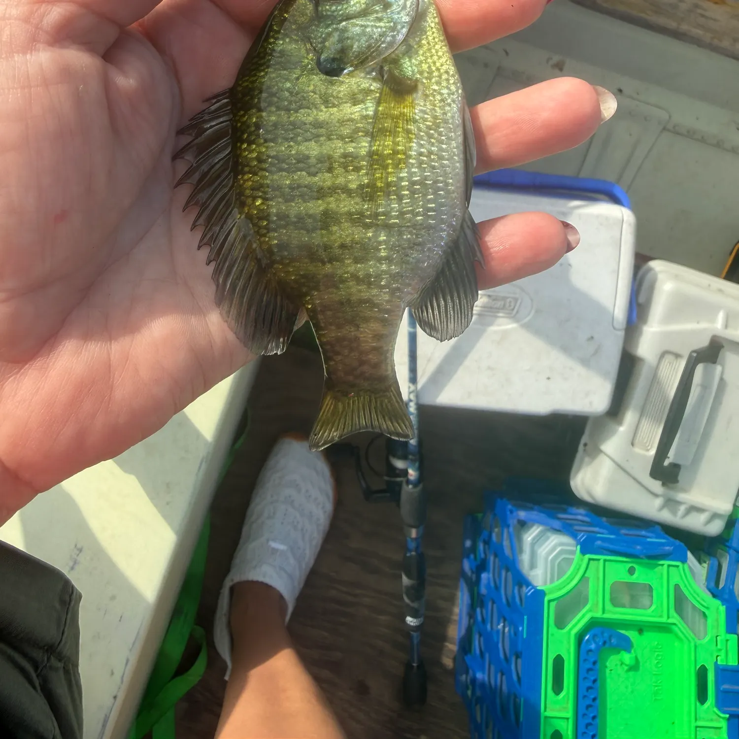 recently logged catches