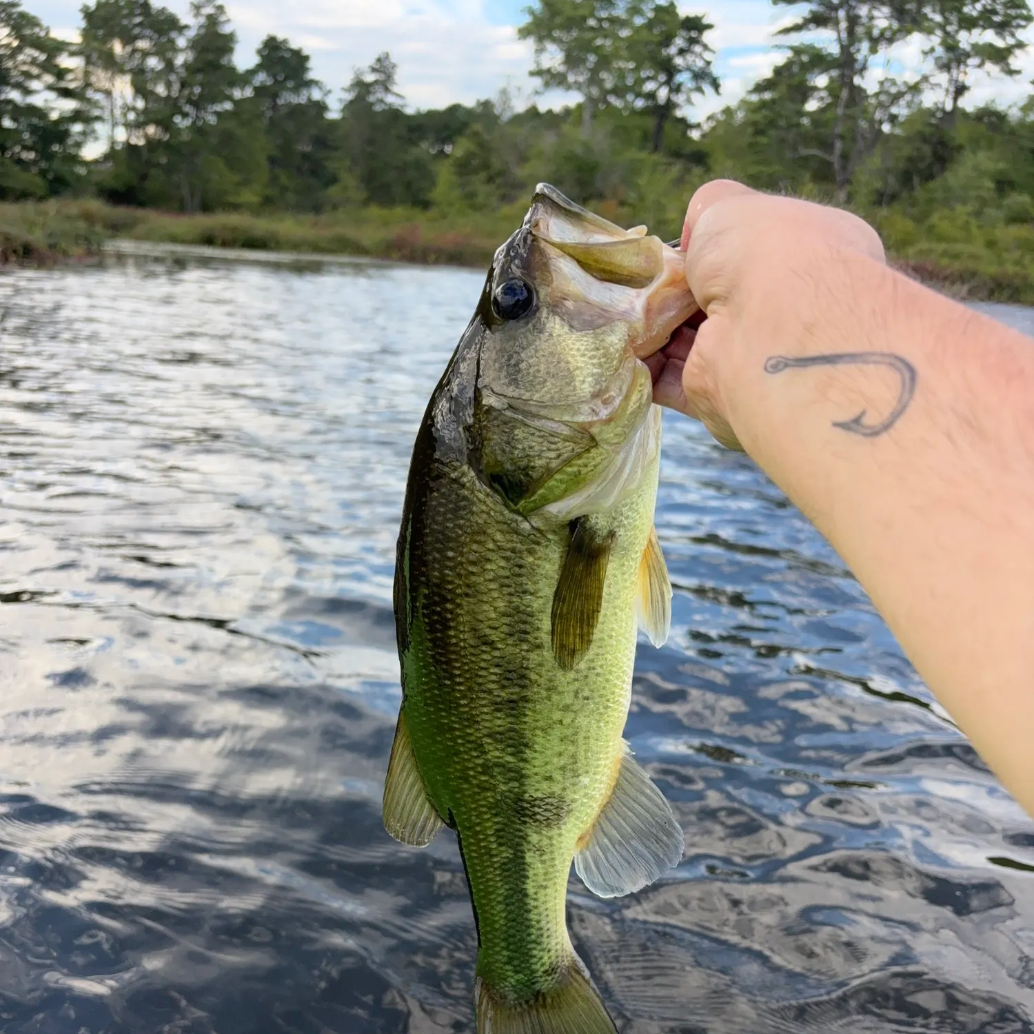 Largemouth bass caught on Fishbrain