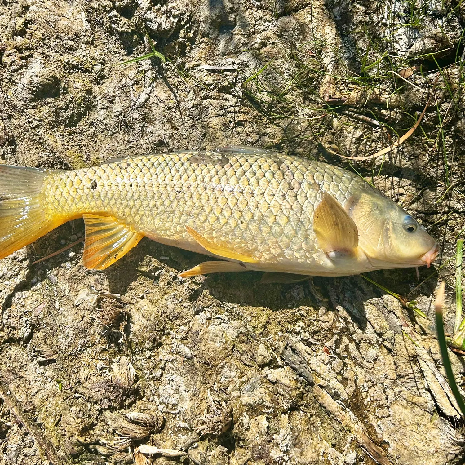 Common carp caught on Fishbrain