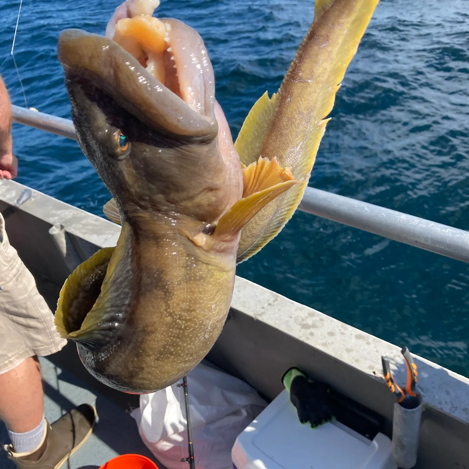 The most recent Ocean pout catches on Fishbrain