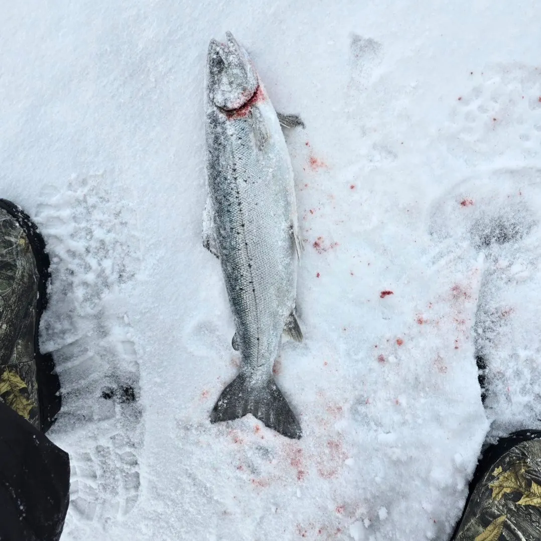 The most recent Landlocked atlantic salmon catches on Fishbrain