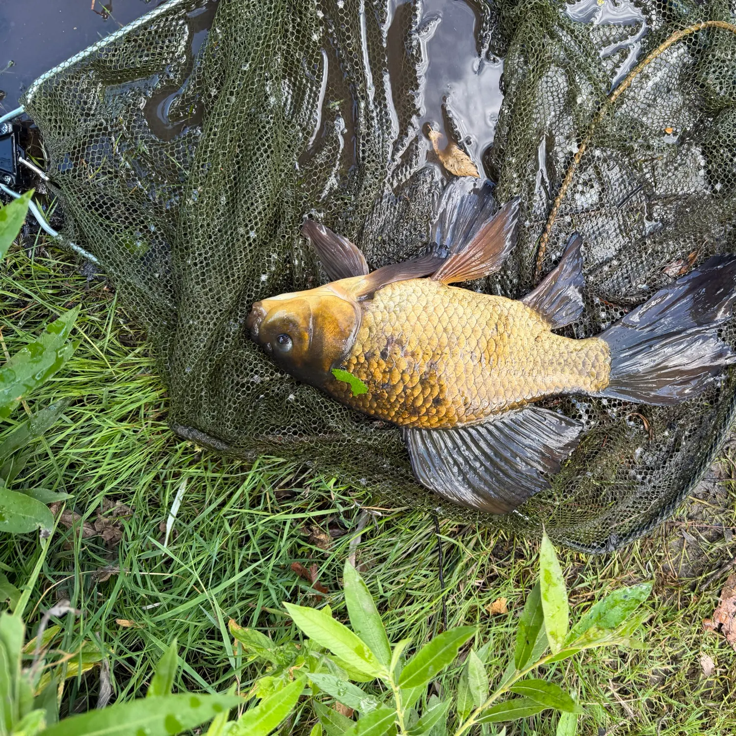 Crucian carp caught on Fishbrain