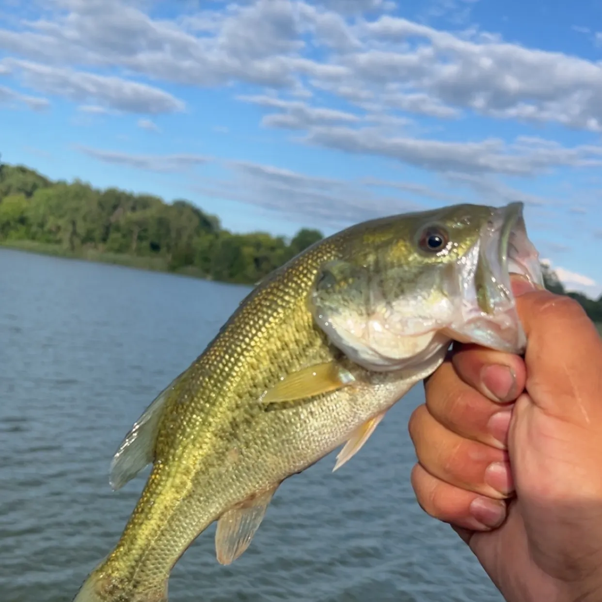 Largemouth bass caught on Fishbrain