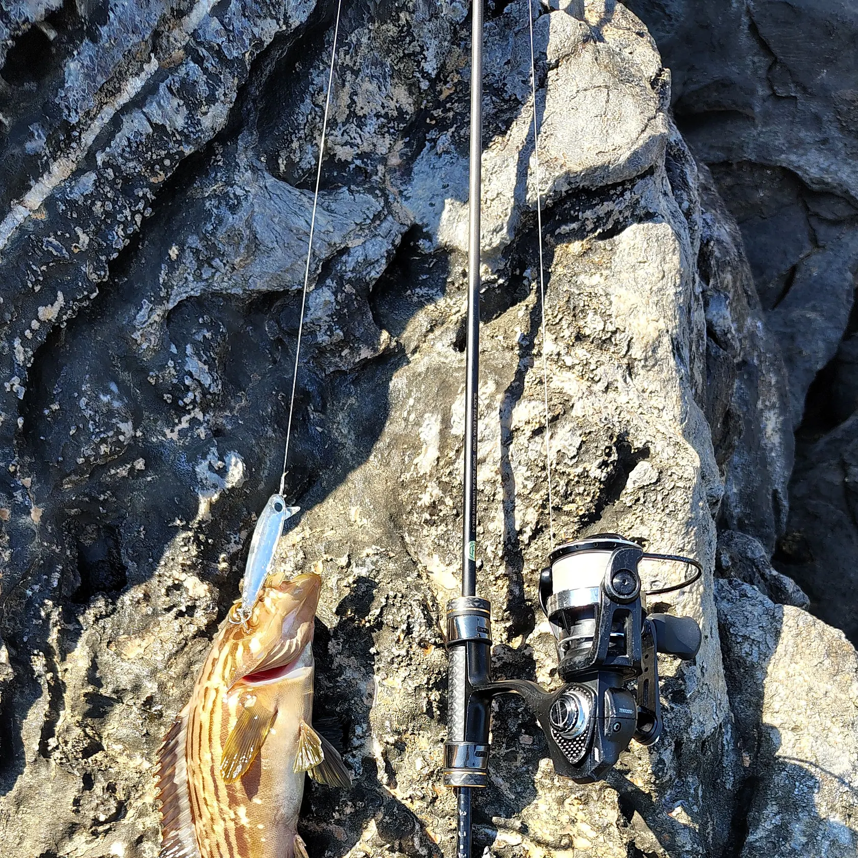 The most recent Malabar grouper catches on Fishbrain