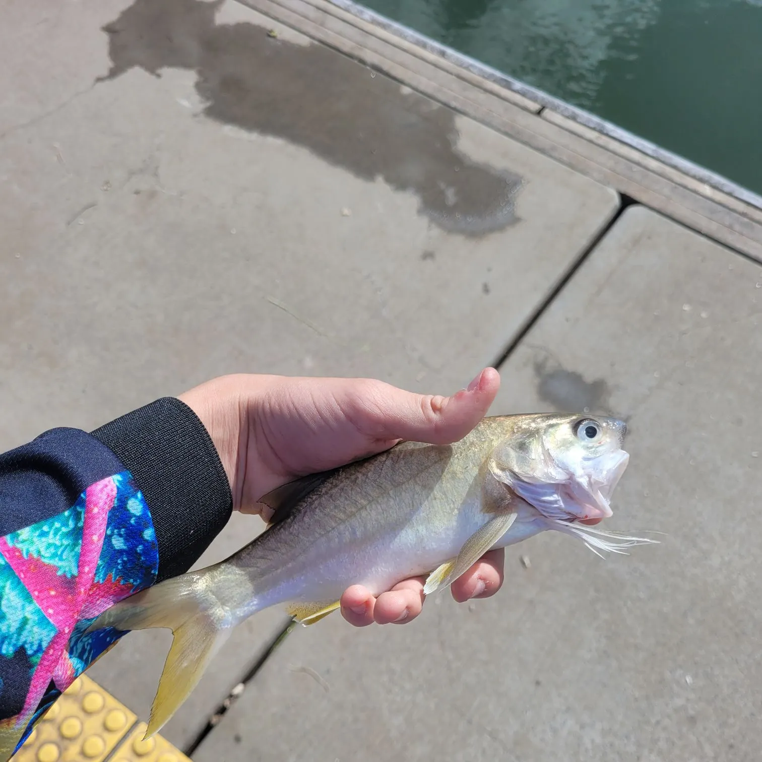 The most recent King threadfin catches on Fishbrain
