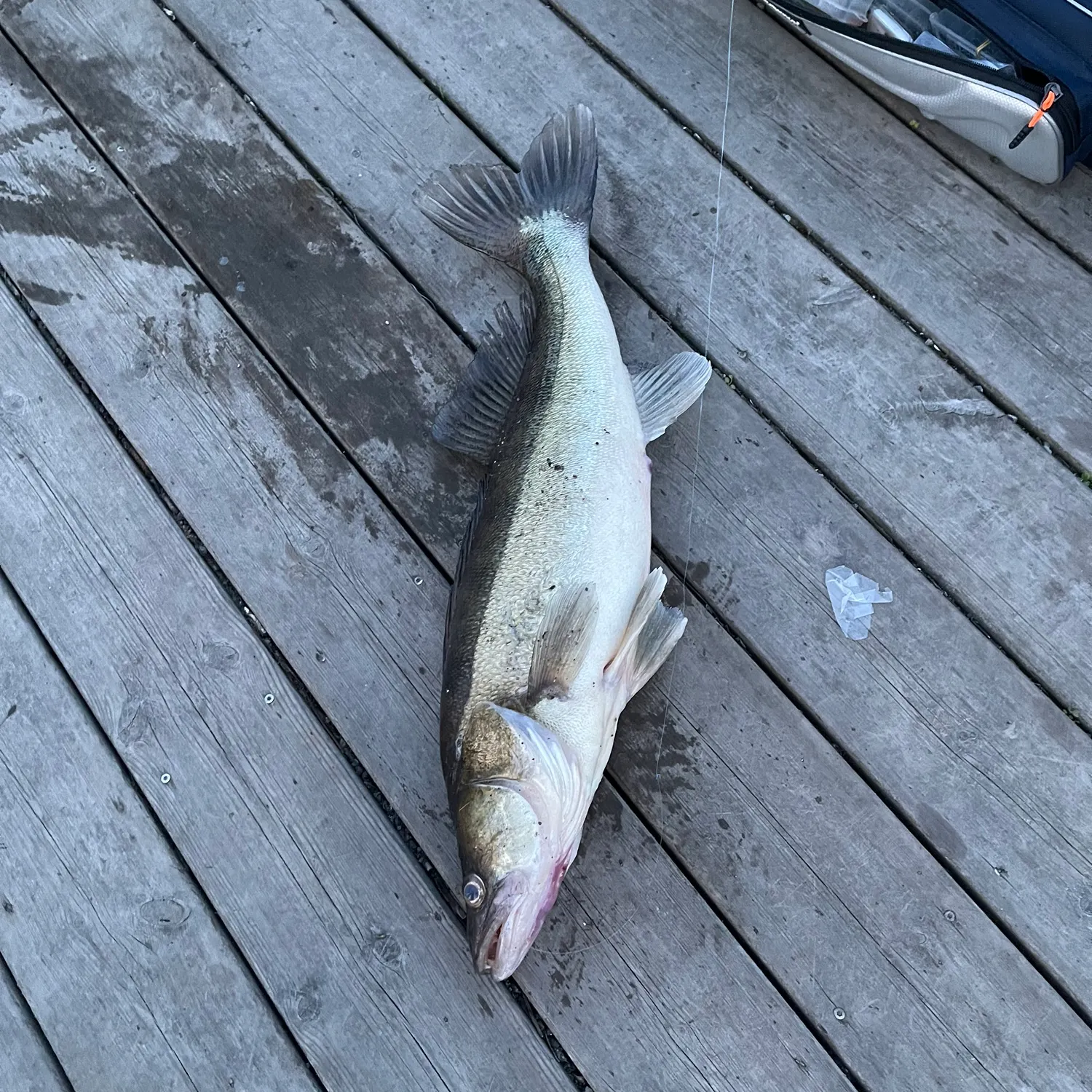 The most recent Zander catches on Fishbrain