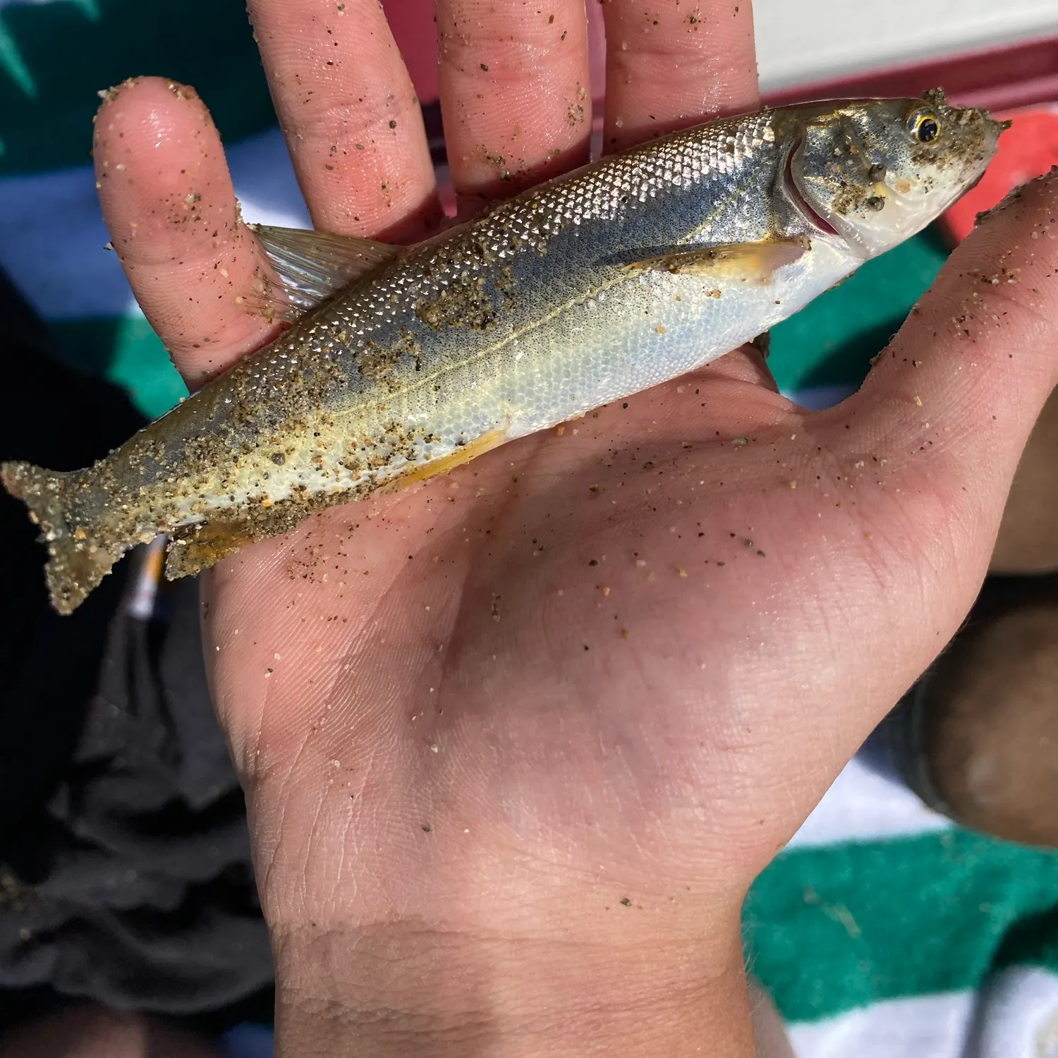 Northern pikeminnow caught on Fishbrain