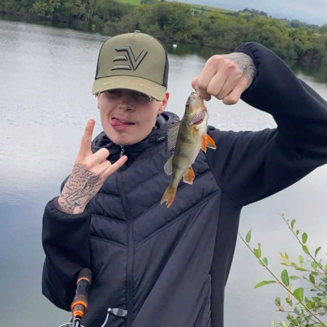 European perch caught on Fishbrain