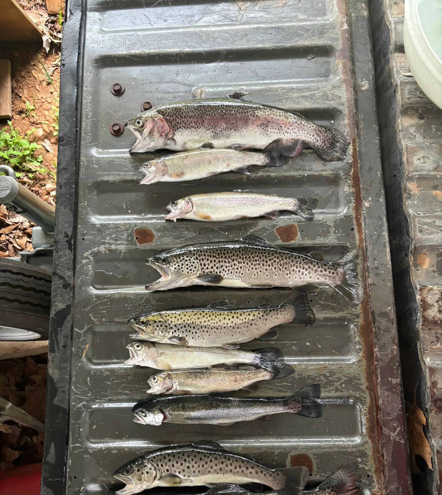 recently logged catches