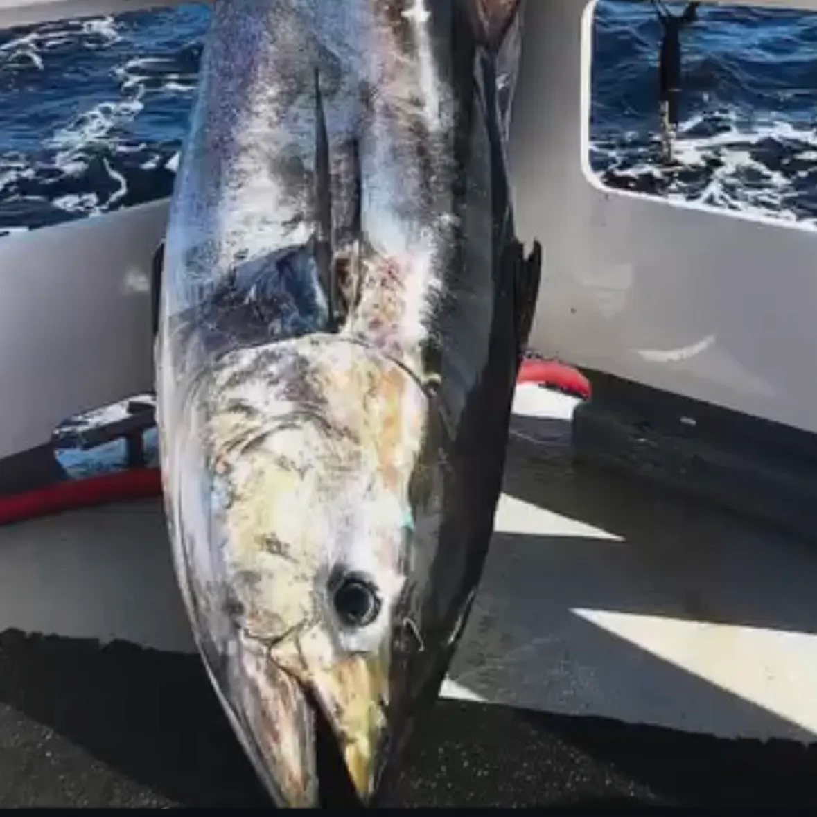 Pacific bluefin tuna caught on Fishbrain
