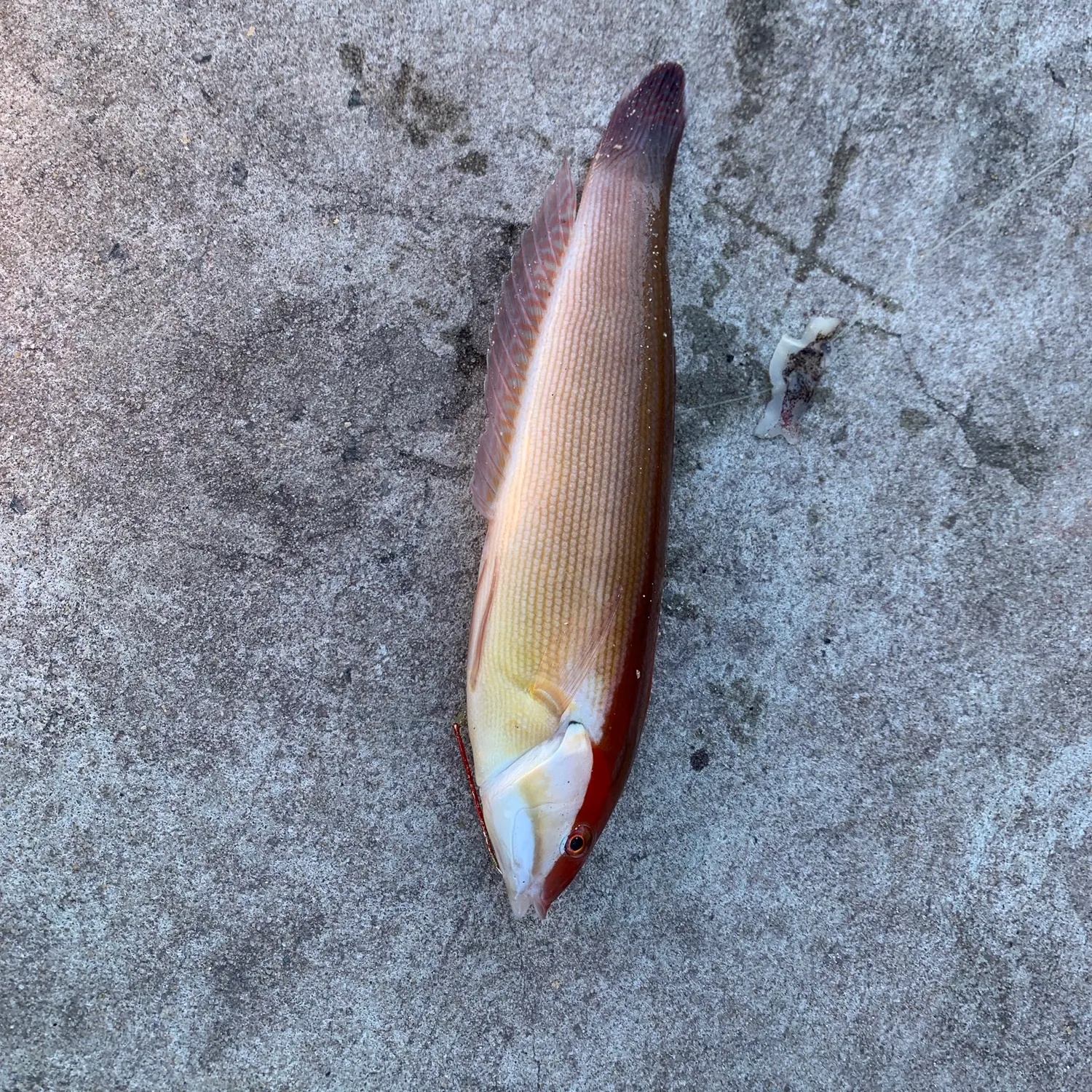 The most recent Western king wrasse catches on Fishbrain