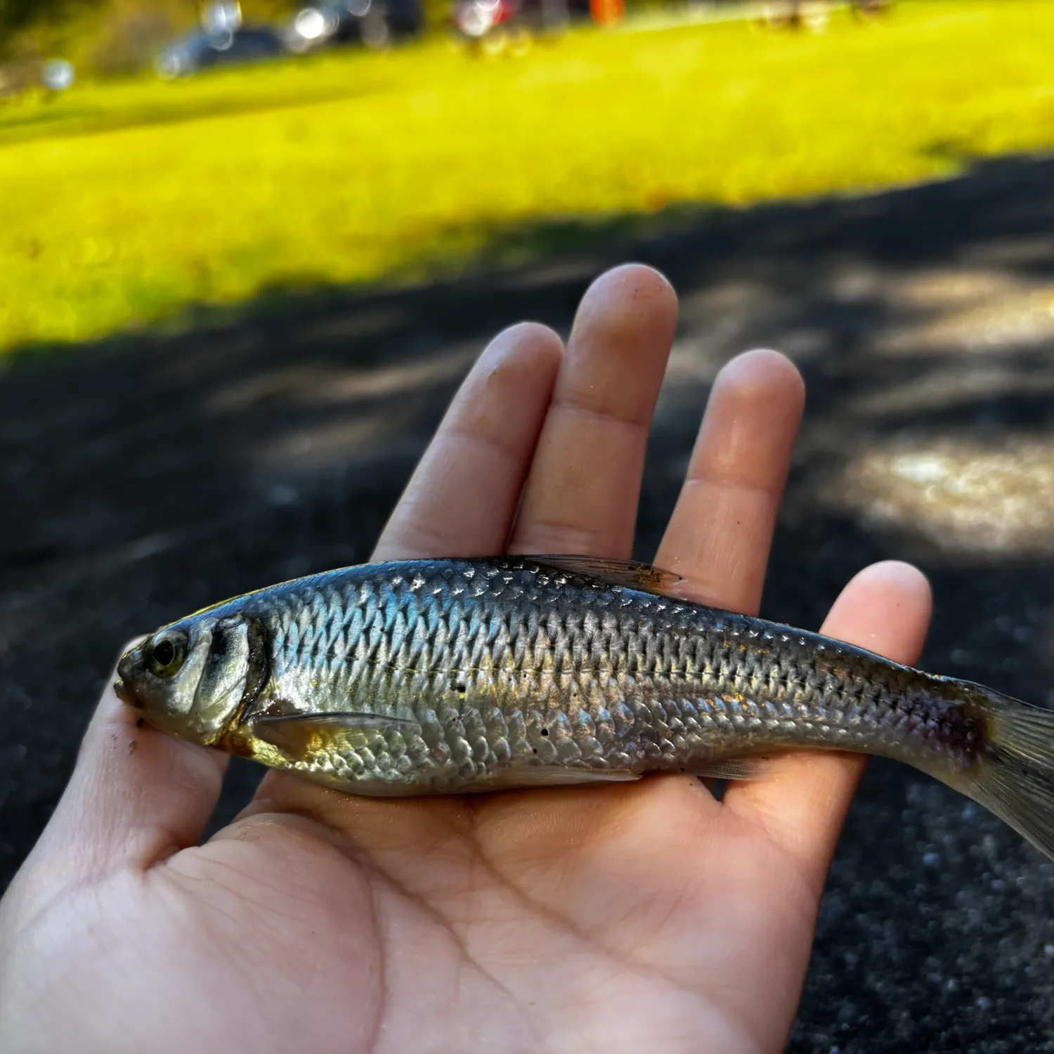 Striped shiner caught on Fishbrain