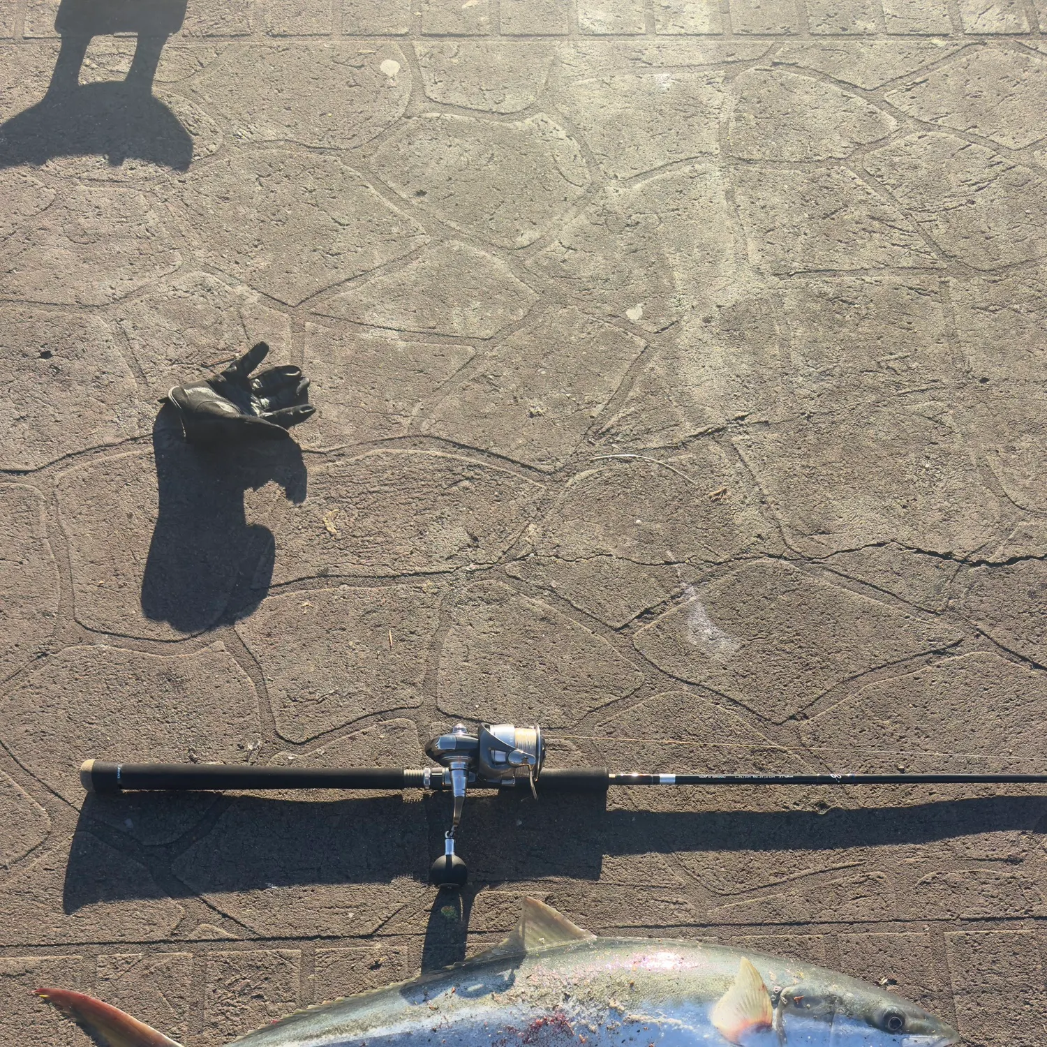 The most recent Southern yellowtail amberjack catches on Fishbrain