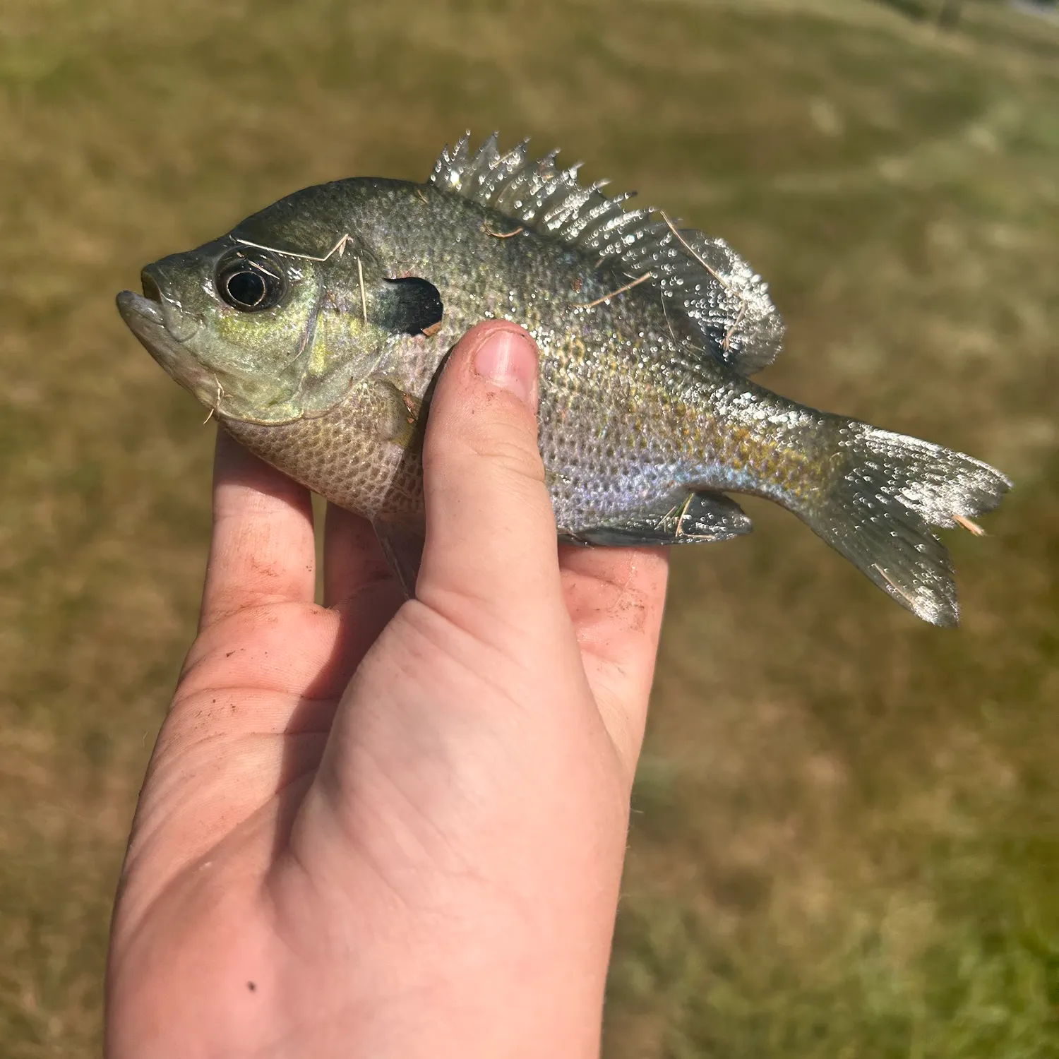 Bluegill caught on Fishbrain