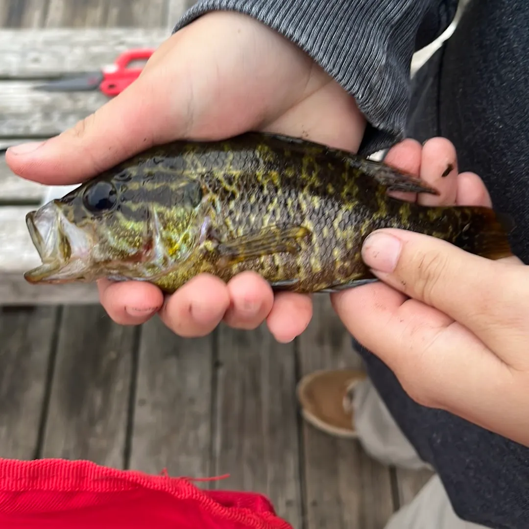 Warmouth caught on Fishbrain
