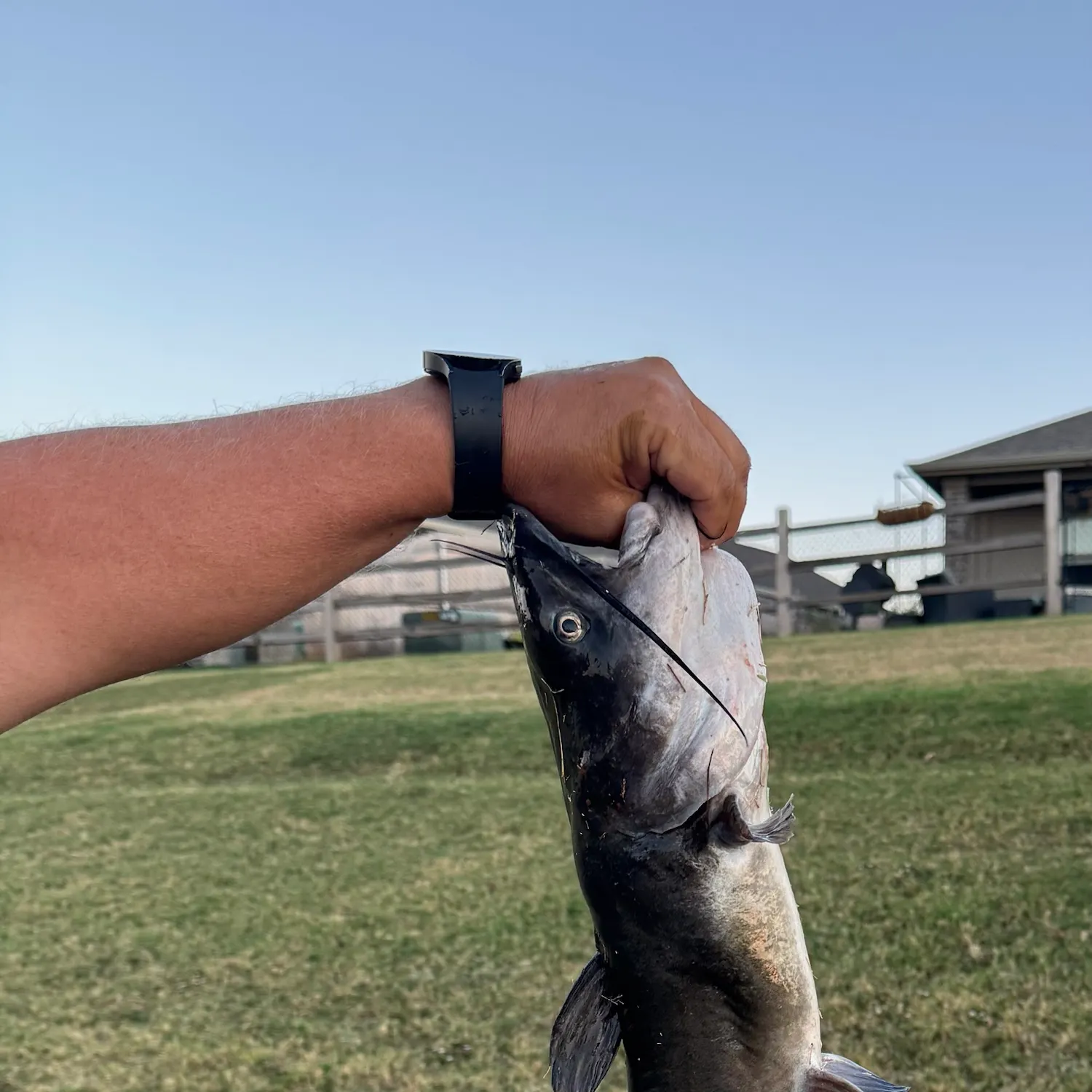 The most recent Blue catfish catches on Fishbrain