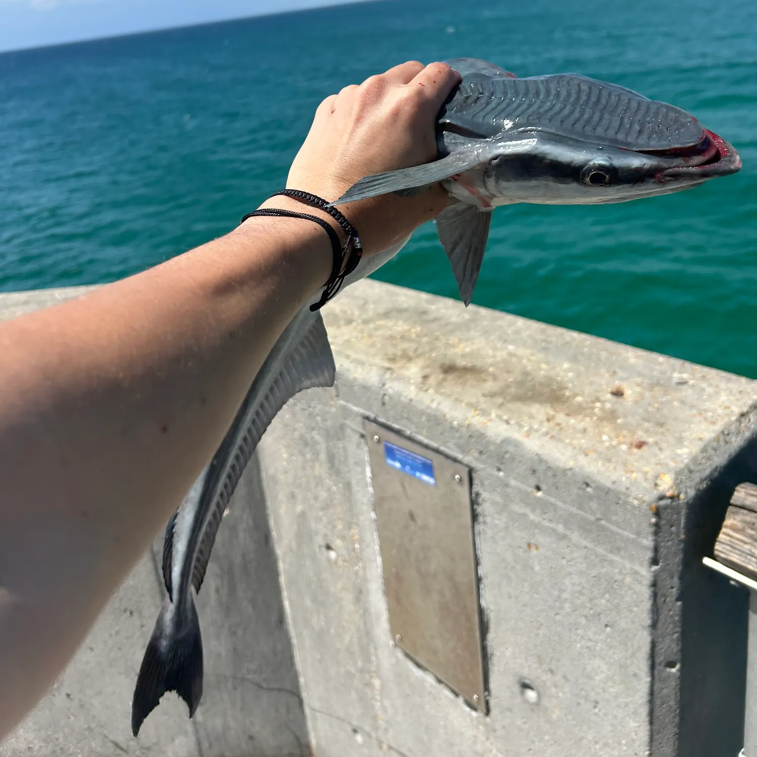 The most recent Common remora catches on Fishbrain